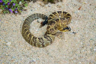 Black-tailed Rattlesnake 15