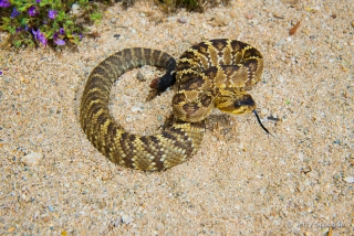 Black-tailed Rattlesnake 16