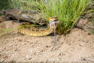 Black-tailed Rattlesnake 08