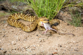 Black-tailed Rattlesnake 06