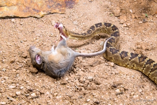 Black-tailed Rattlesnake 01