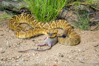 Black-tailed Rattlesnake 04