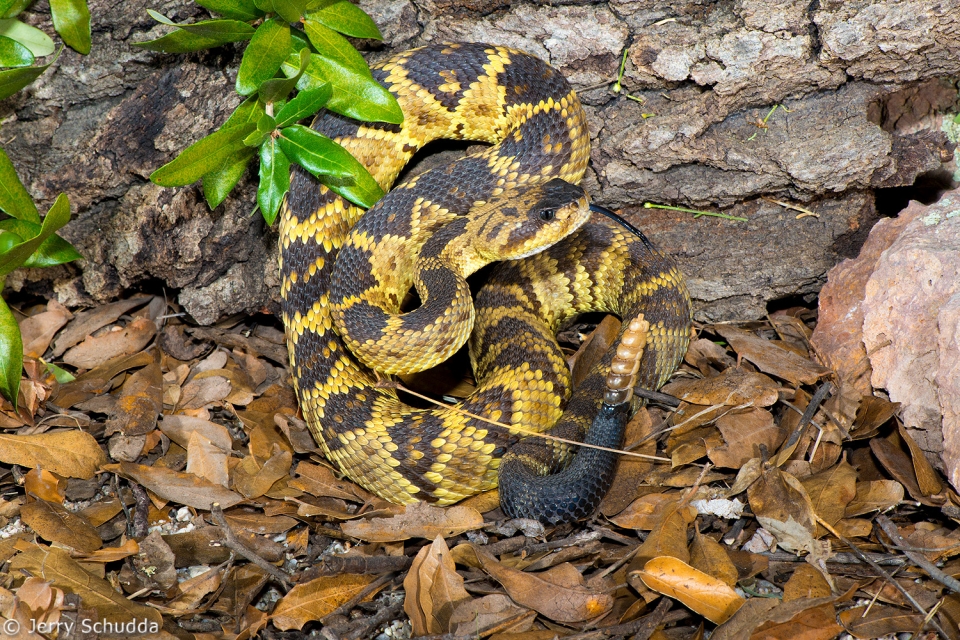 Black-tailed Rattlesnake 002