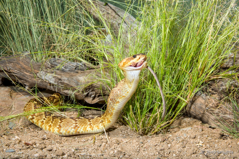 Black-tailed Rattlesnake 12