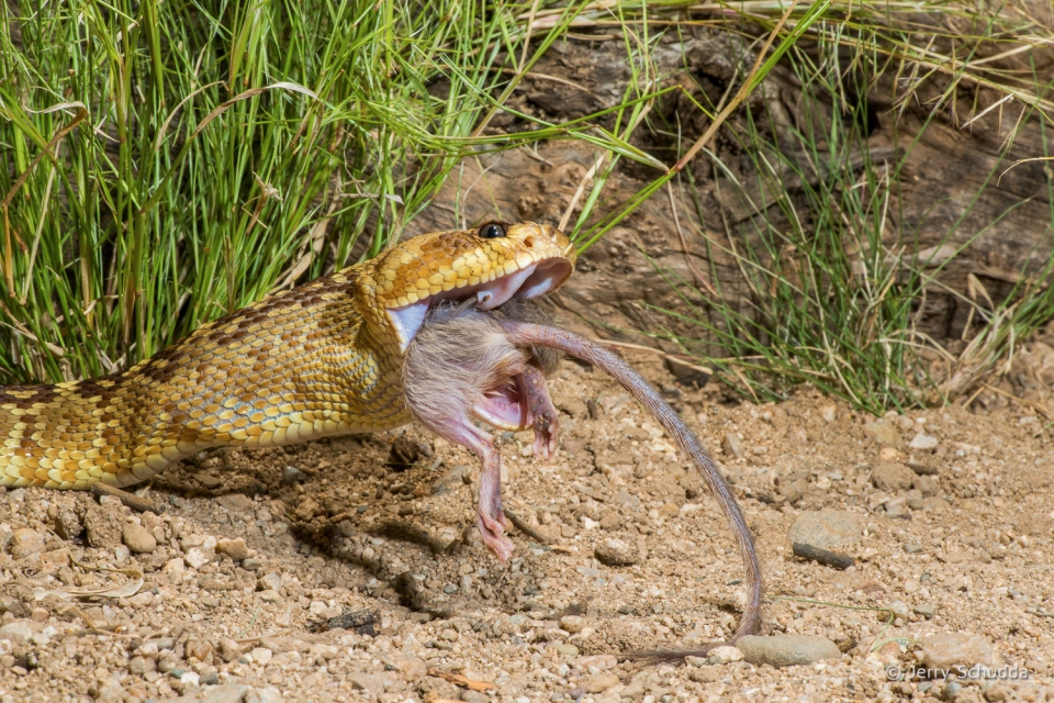 Black-tailed Rattlesnake 10