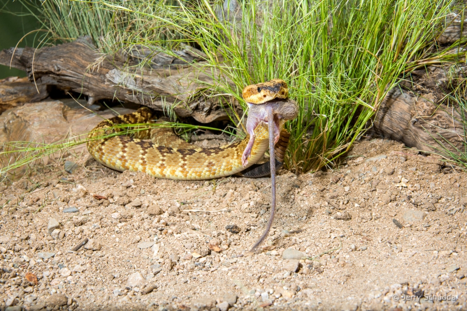 Black-tailed Rattlesnake 08