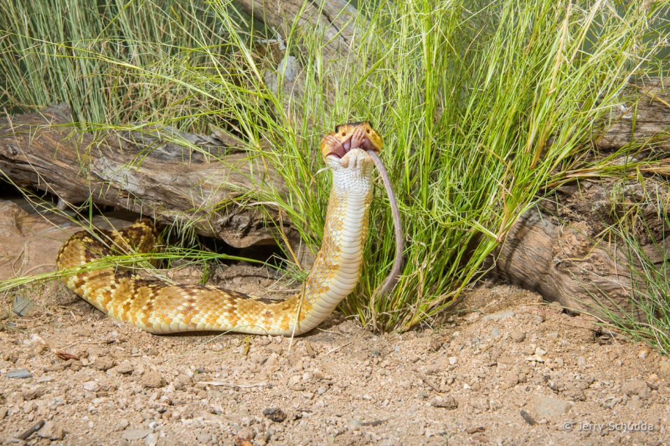 Black-tailed Rattlesnake 11