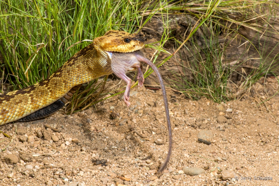 Black-tailed Rattlesnake 09