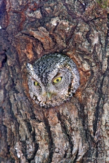 Whiskered Screech Owl  1