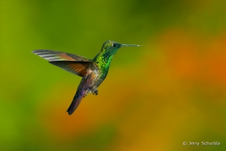 Berylline Hummingbird