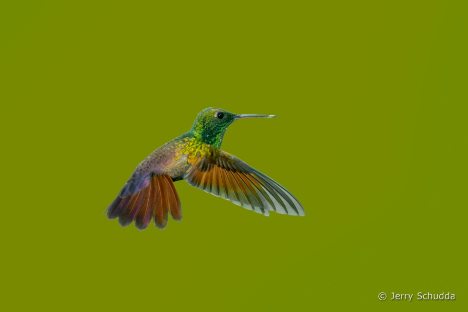 Berylline Hummingbird 2