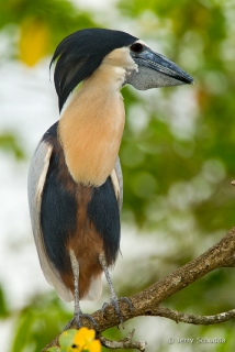 Boat-billed Heron 2