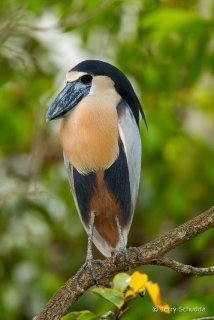 Boat-billed Heron