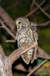 Cinereous Owl 1
