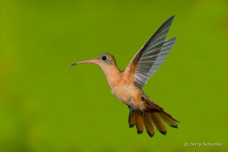 Cinnamon Hummingbird 8