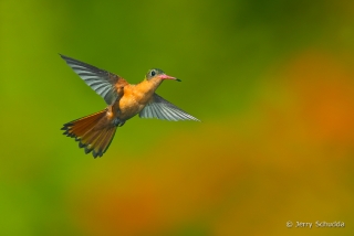 Cinnamon Hummingbird 5