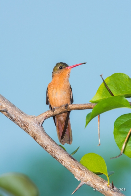 Cinnamon Hummingbird 1