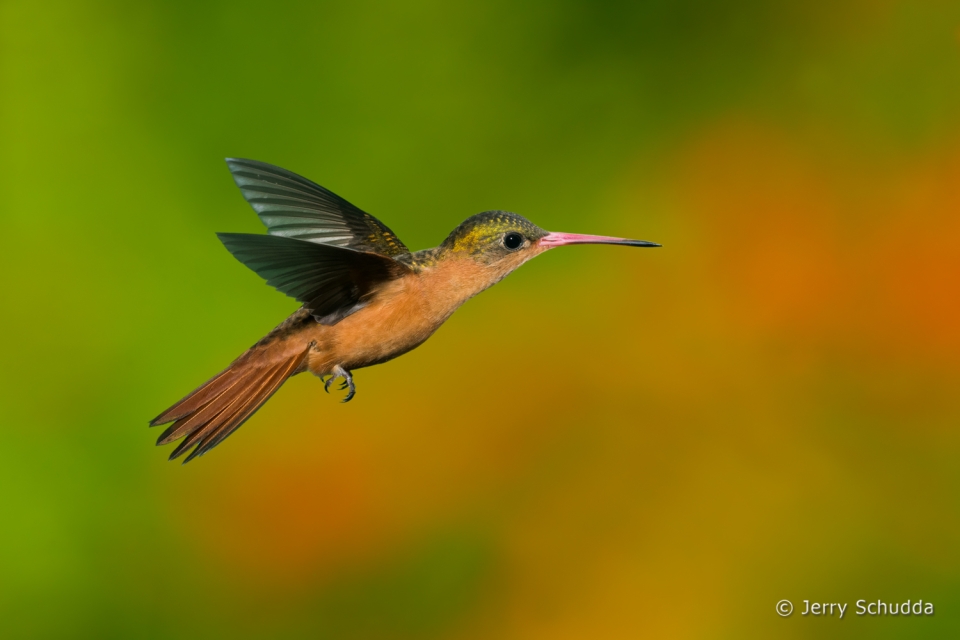 Cinnamon Hummingbird 4