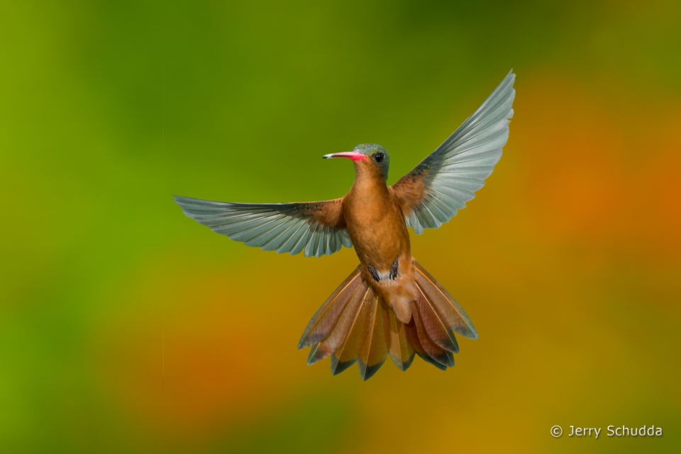 Cinnamon Hummingbird 7