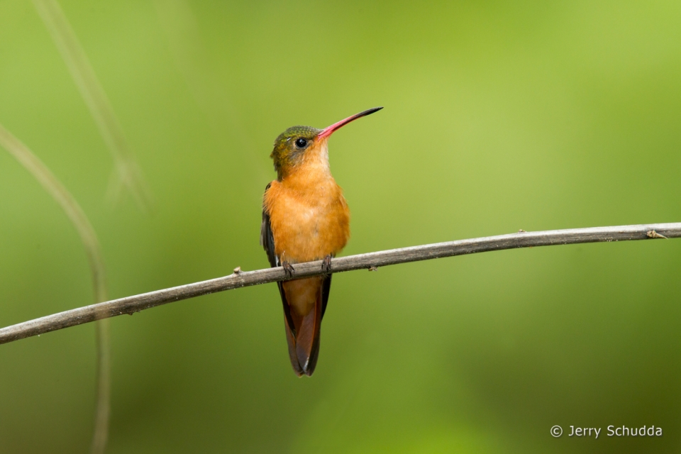 Cinnamon Hummingbird 3