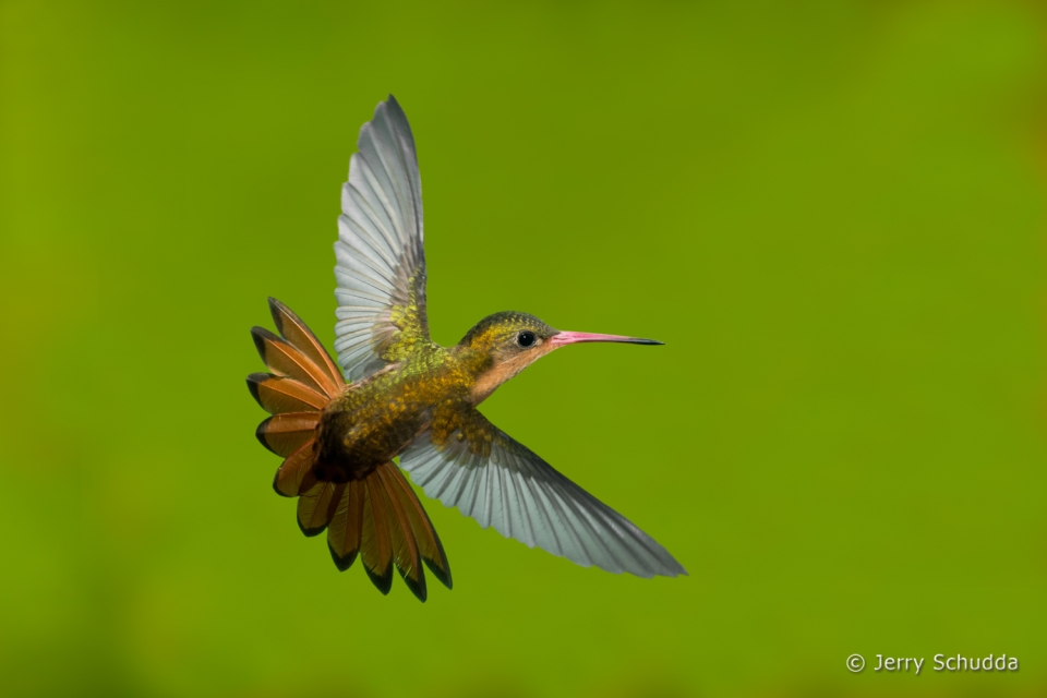 Cinnamon Hummingbird