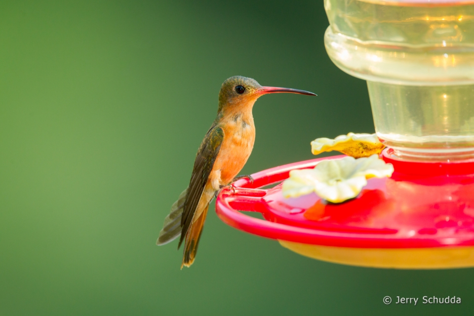 Cinnamon Hummingbird 9