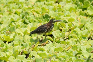 Green Heron