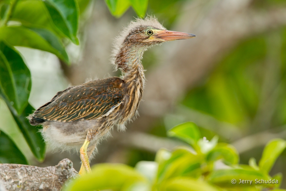 Juvinile Green Heron-3