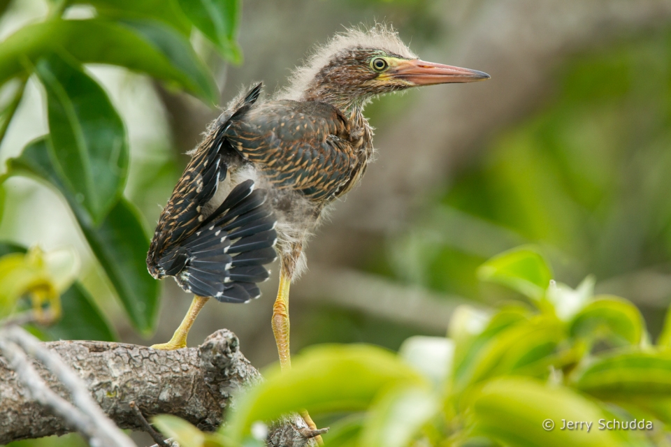 Juvinile Green Heron 2