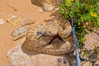 Prairie Rattlesnake 3