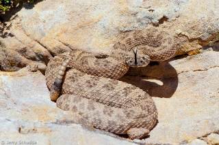 Prairie Rattlesnake 2