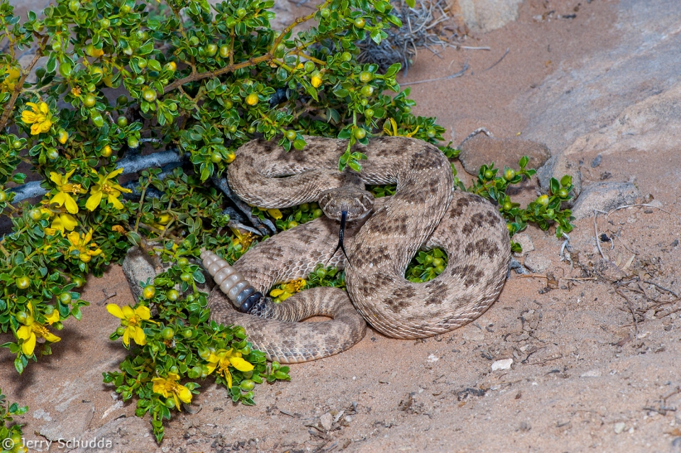 Prairie Rattlesnake