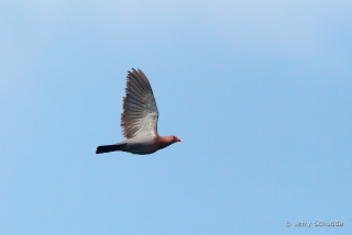 Red-billed Pigeon 1