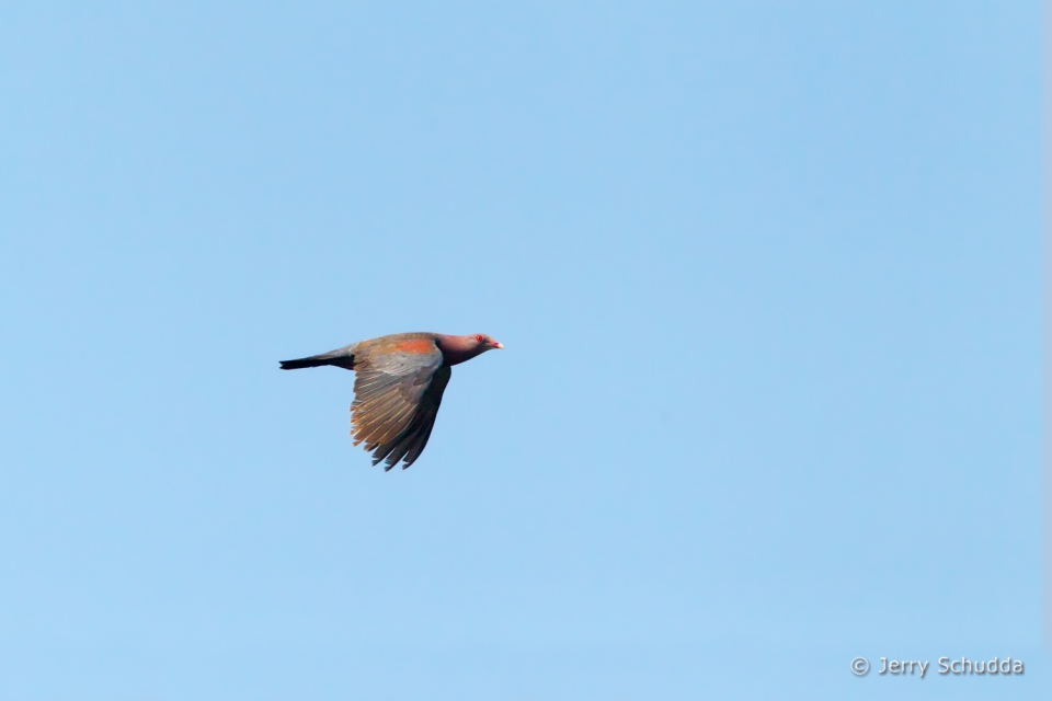 Red-billed Pigeon 2