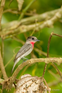 Rose-throated Becard 4