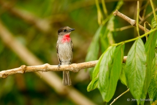 Rose-throated Becard