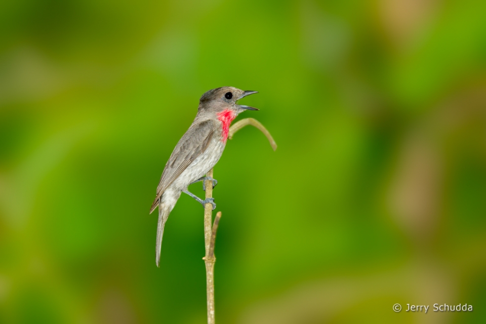 Rose-throated Becard - male 1