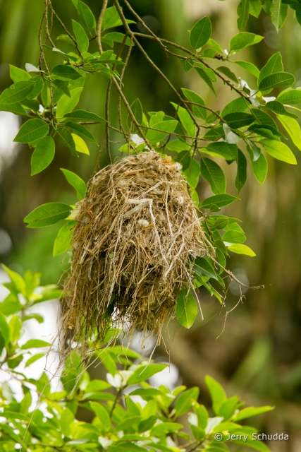 Rose-throated Becard - nest 3