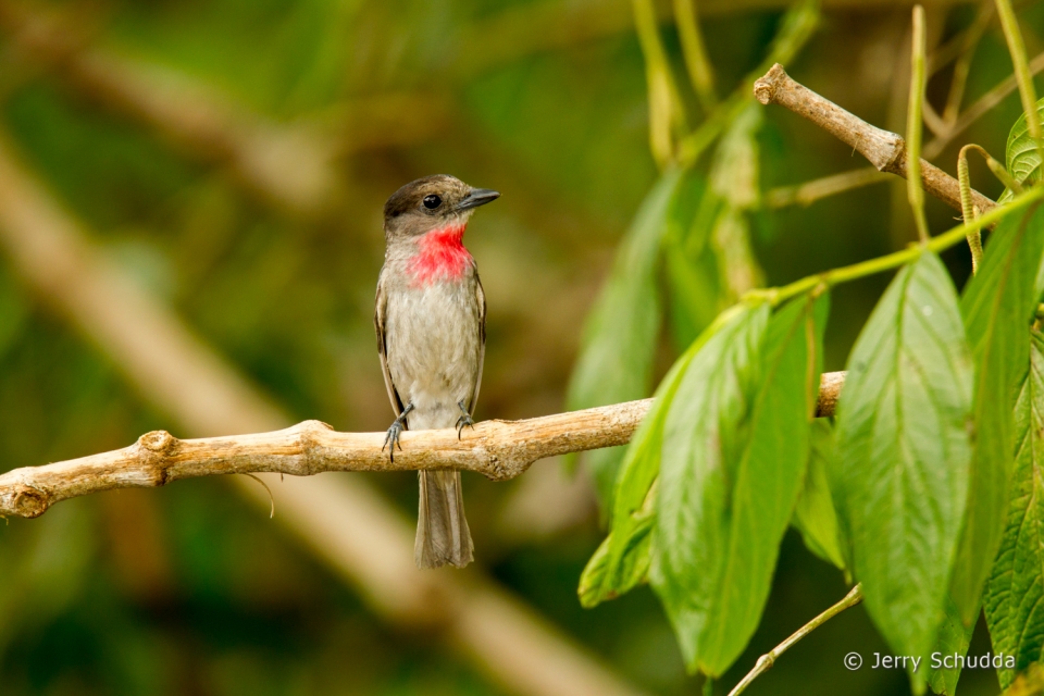 Rose-throated Becard