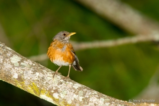 Rufous-backed Robin 2