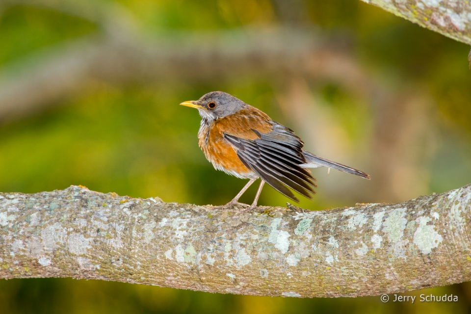 Rufous-backed Robin 1