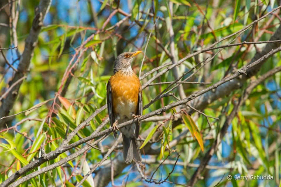 Rufous-backed Robin 3