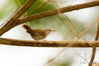 Sinaloa Wren 3