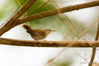 Sinaloa Wren 2