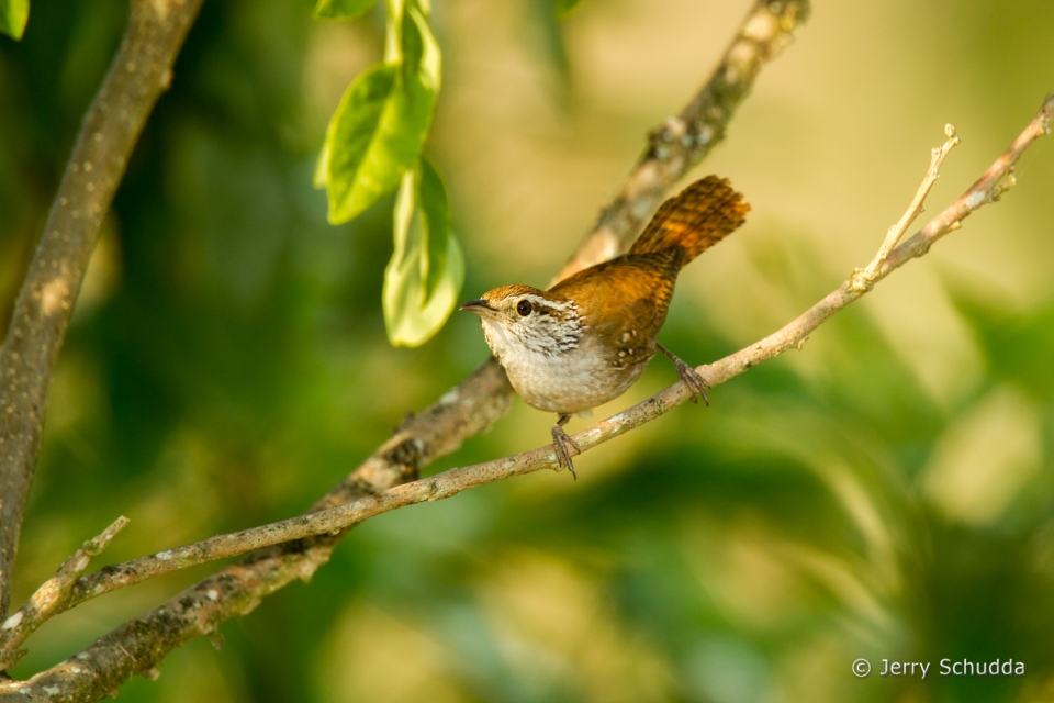 Sinaloa Wren 4