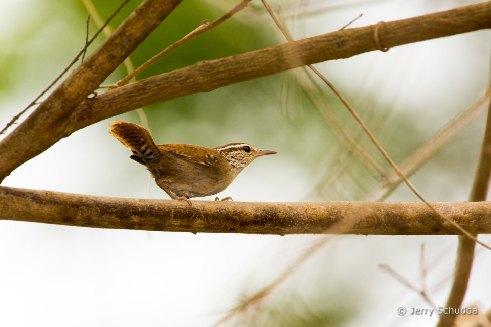 Sinaloa Wren 3