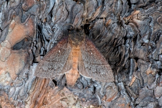 Hubbard's Small Silkmoth