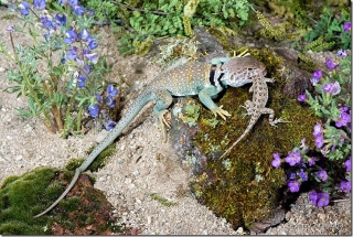 Collared Lizared eating Common Tree lizard