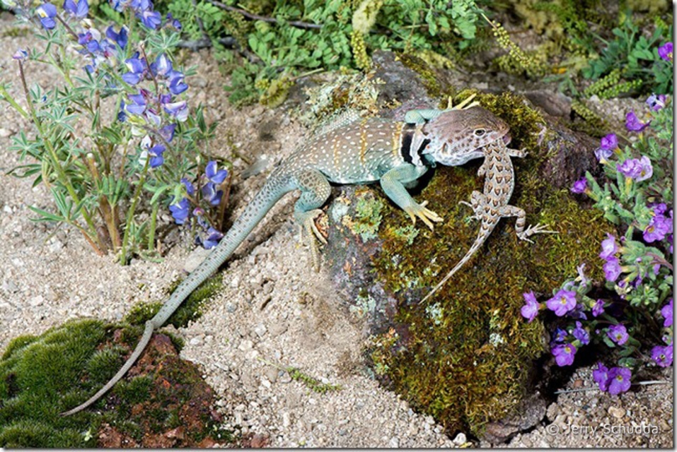 Collared Lizared eating Common Tree lizard