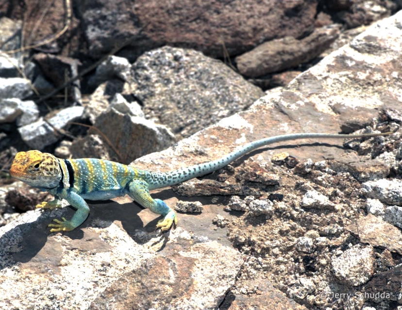 Eastern Collared Lizard